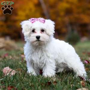 Lila, Maltipoo Puppy